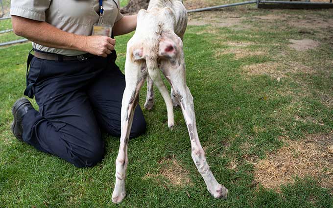 painful sores on Lilly's hind